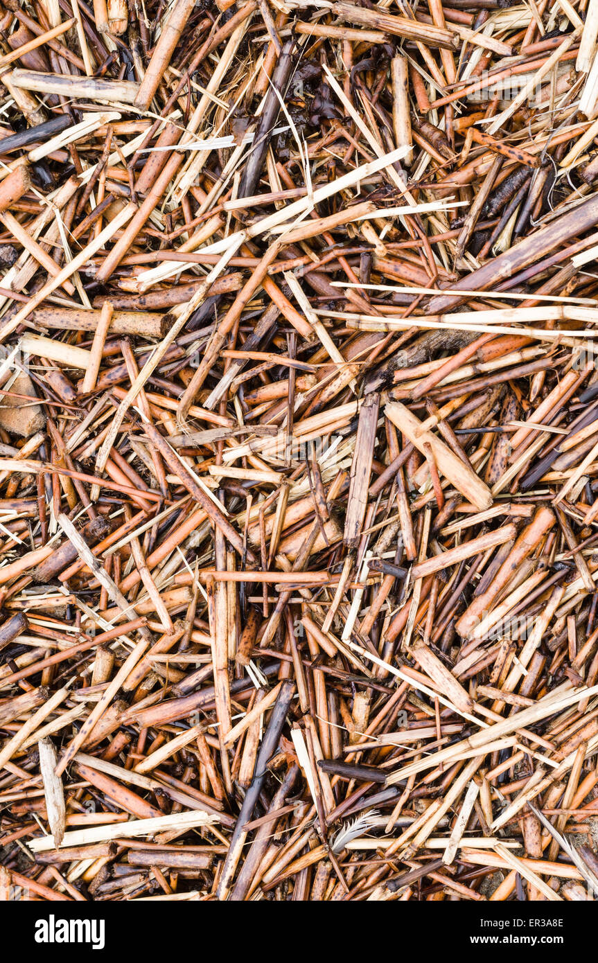 Wet reed straw background Stock Photo Alamy