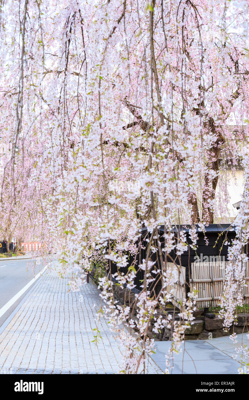 Weeping Cherries of Kakunodate’s Samurai District, Akita, Japan Stock ...