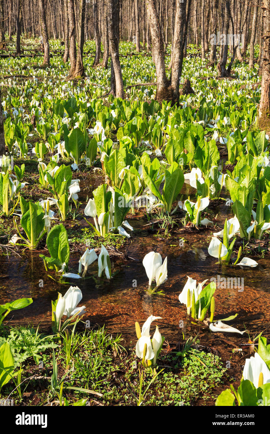 Sashimaki Moor Japanese Skunk Cabbage Colony, Akita, Japan Stock Photo Alamy