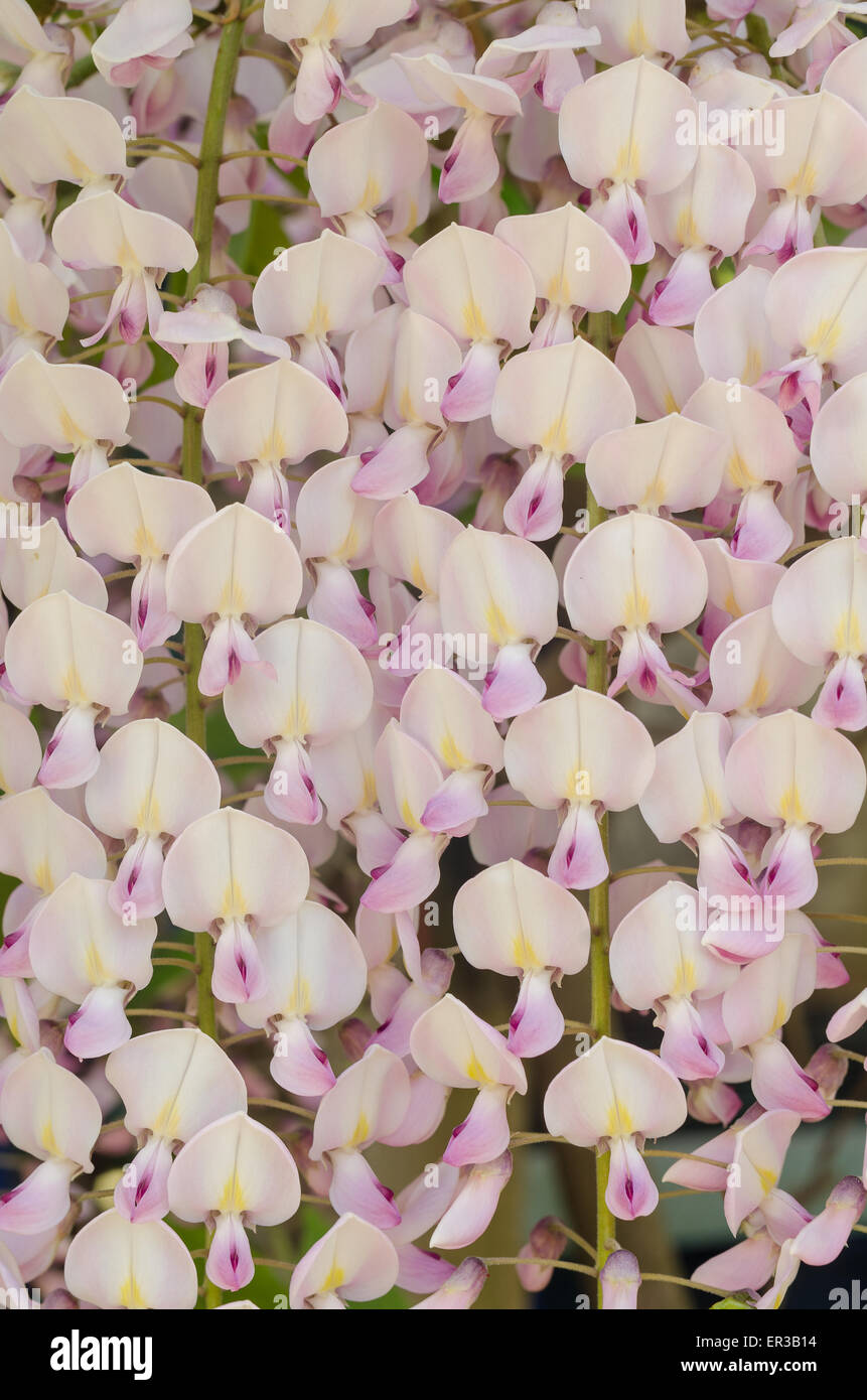 Detail of flowers of light pale violet delicate pink mauve purple lavender color Wisteria flowers Stock Photo