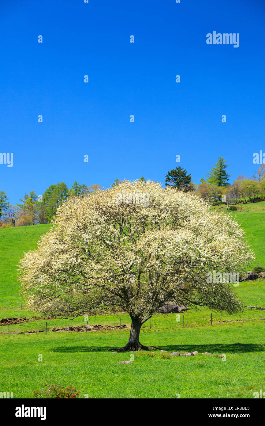 Blooming Pear Tree in Yatsugatake farm, Yamanashi, Japan Stock Photo