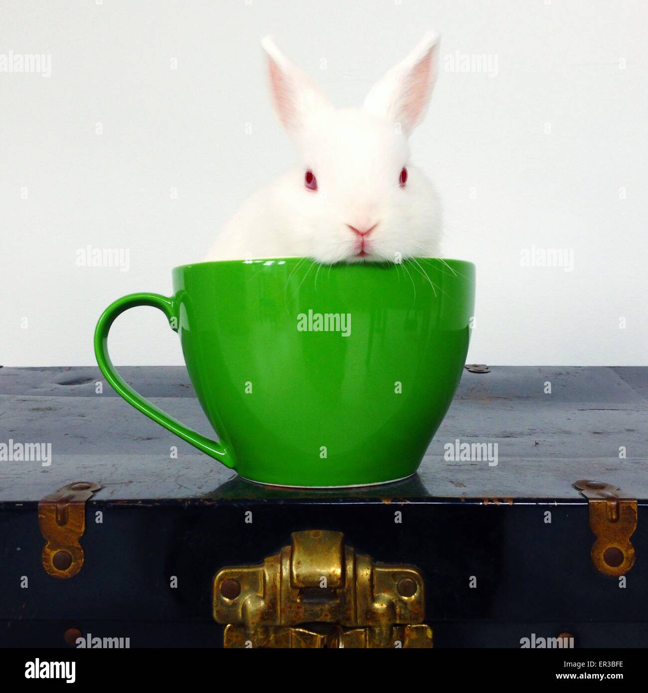 Sitting on a rabbit hires stock photography and images Alamy