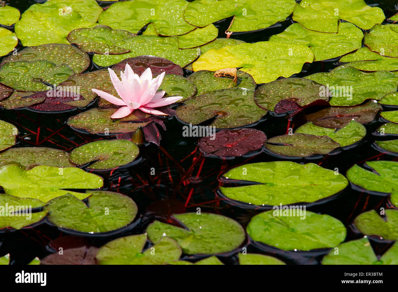 water lily on the water Stock Photo - Alamy