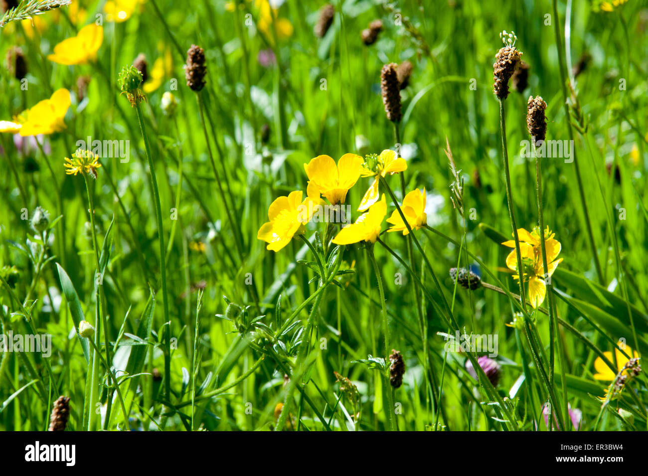 Green Grass Lawn Wild Flowers High Resolution Stock Photography and ...