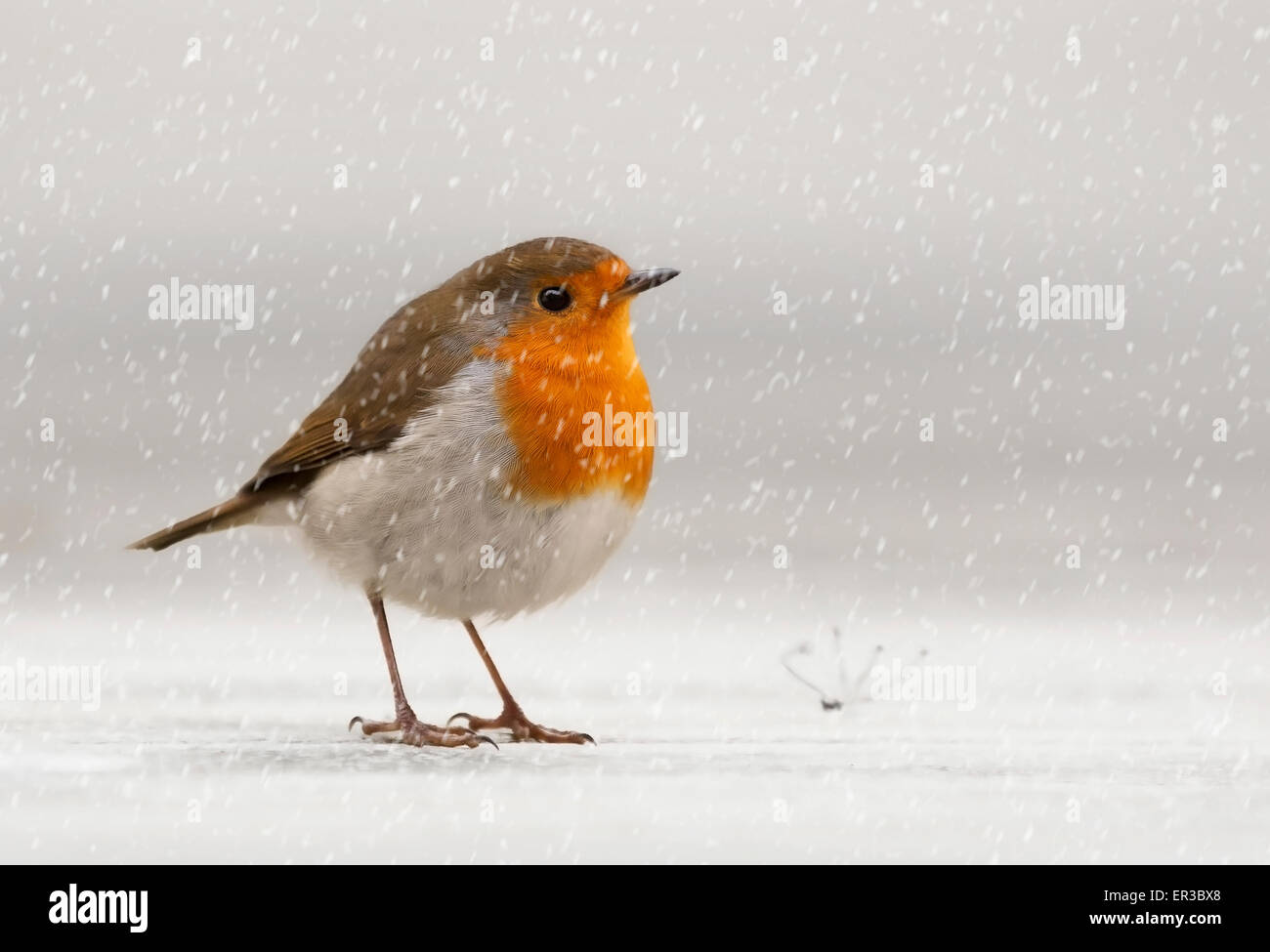 European Robin (Erithacus rubecula) in the snow, Jersey, Channel Islands, UK Stock Photo