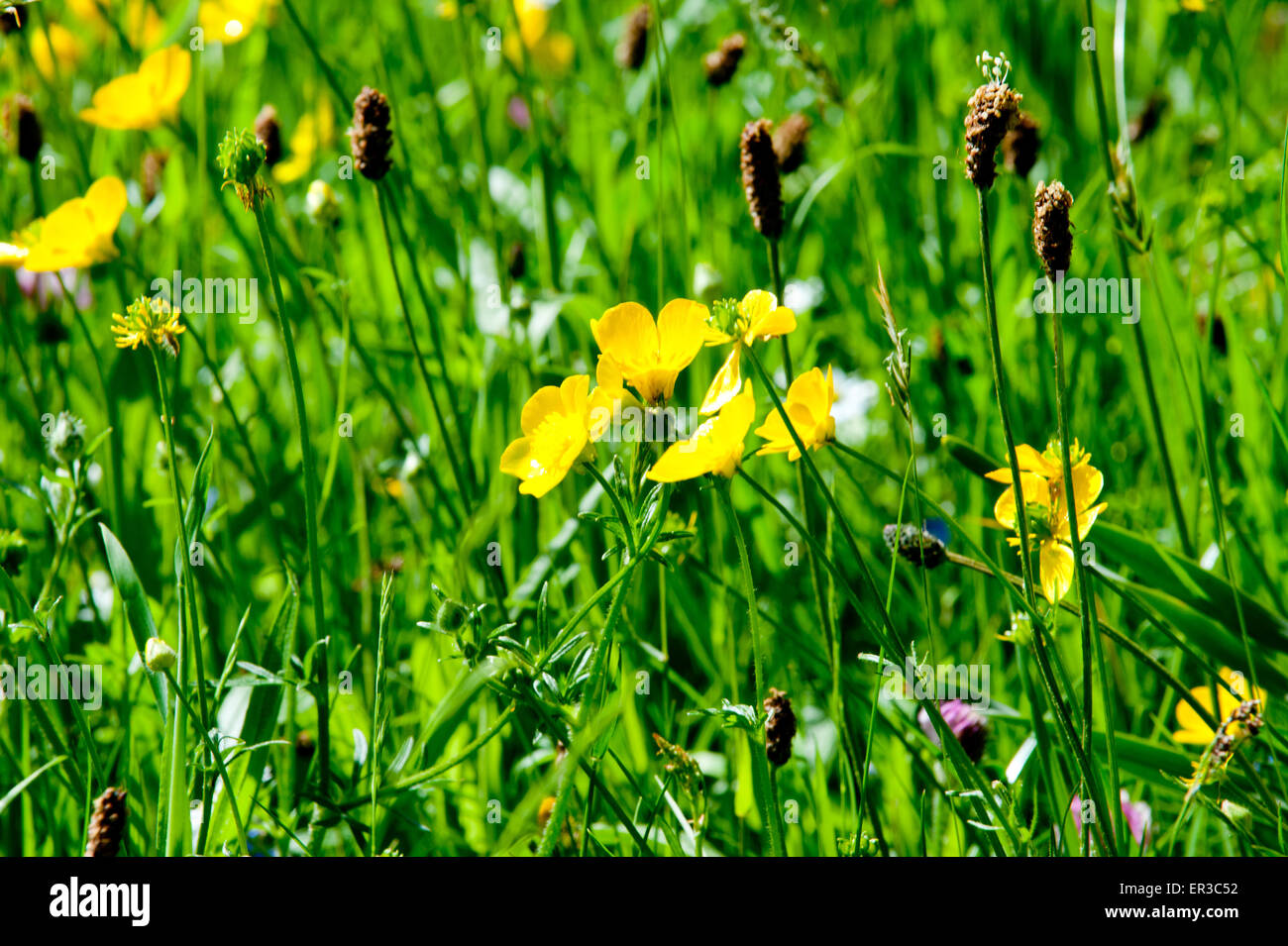 Blooming wild flowers on the green meadow on a summer time Stock Photo ...