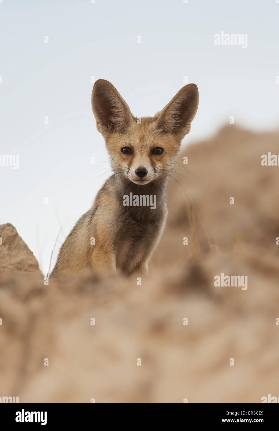 Arabian Red Fox (Vulpes vulpes arabica), Sharjah, UAE Stock Photo