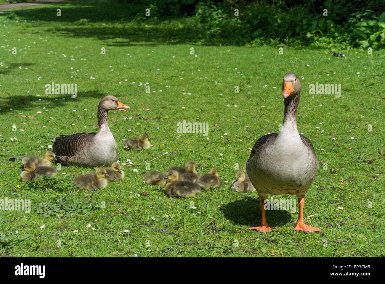 Geese with goslings Stock Photo