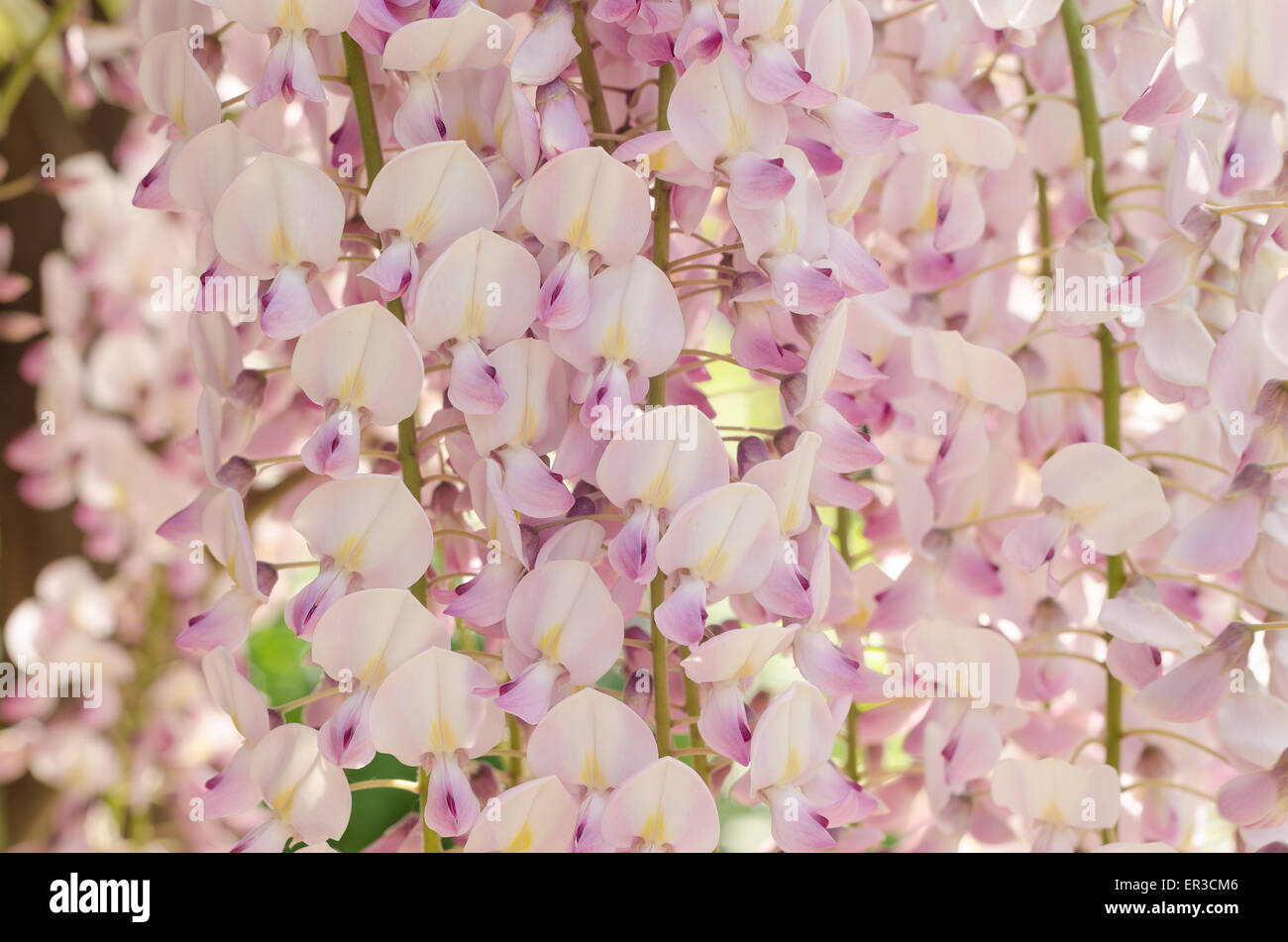 Detail of flowers of light pale violet delicate pink mauve purple lavender color Wisteria flowers Stock Photo