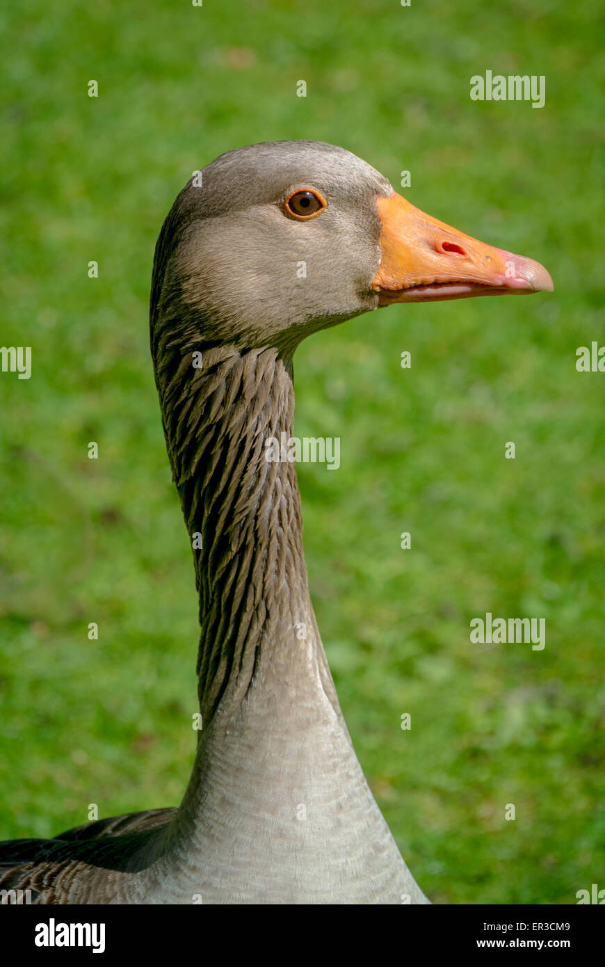 Side view of a Greylag goose's head. Stock Photo
