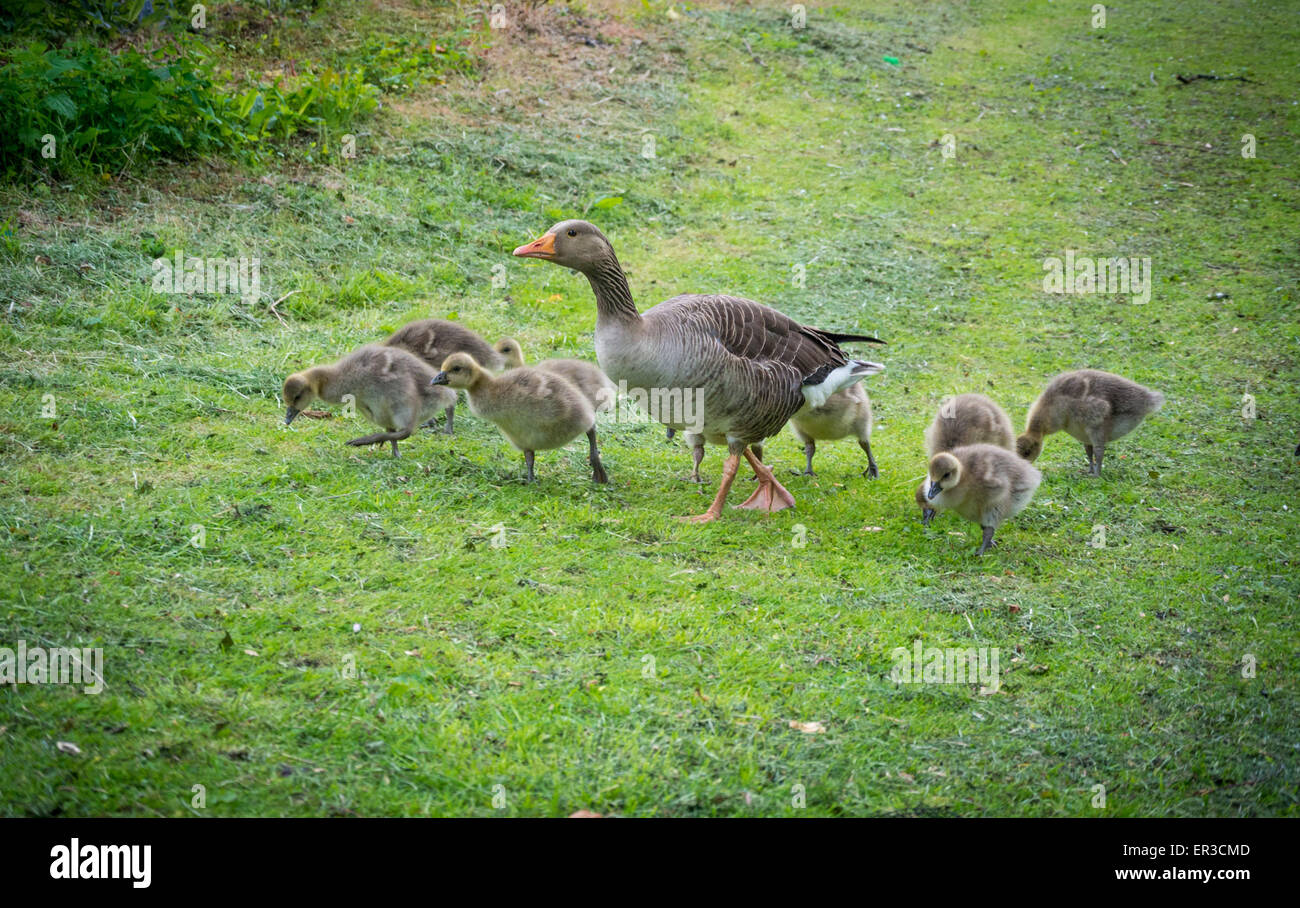 Mother Goose with goslings Stock Photo