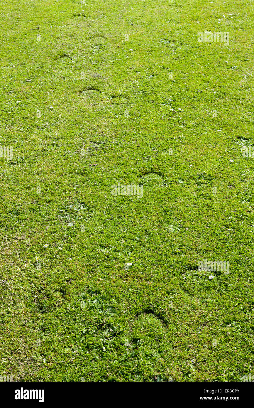 Hoofprints or hoof prints of a horse on grass, England, UK Stock Photo