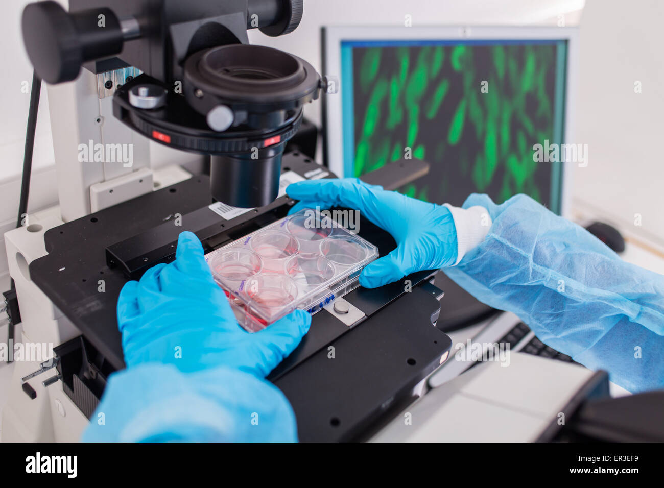 Cultures of cells in liquid medium, Biology and Research Center (CBRS). Stock Photo