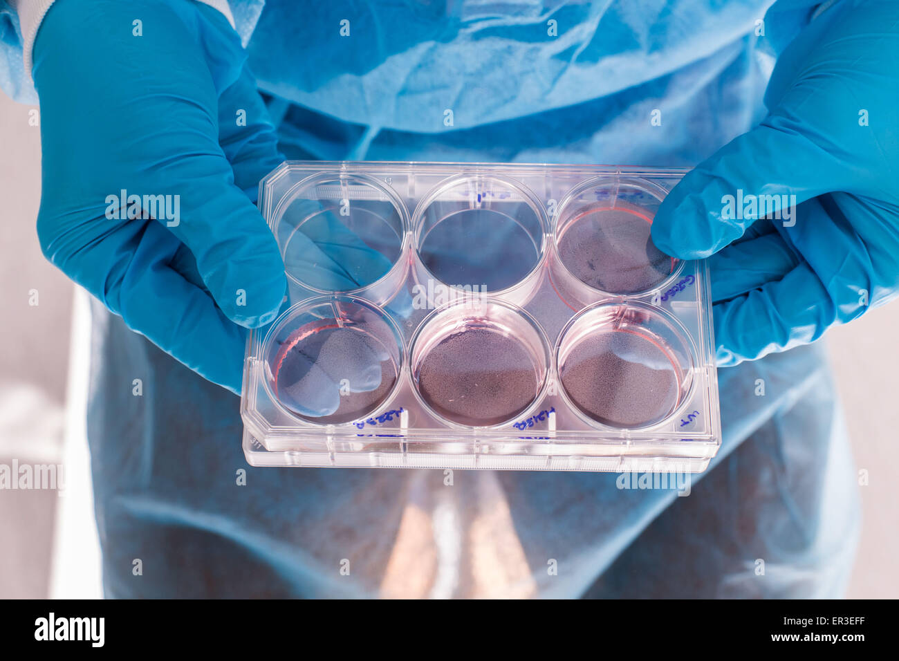 Cultures of cells in liquid medium, Biology and Research Center. Stock Photo