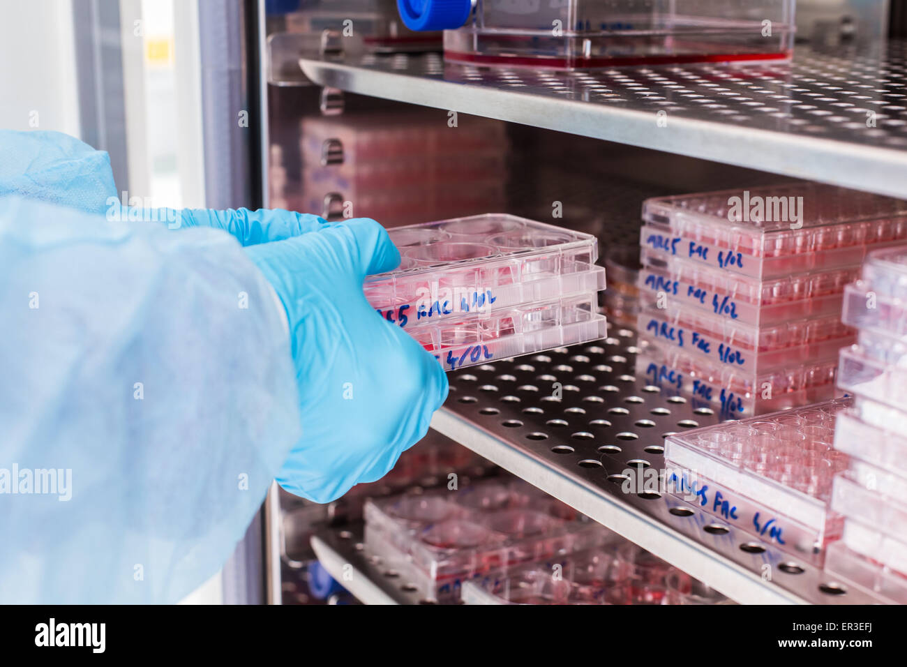 Cultures of cells in liquid medium, Biology and Research Center. Stock Photo