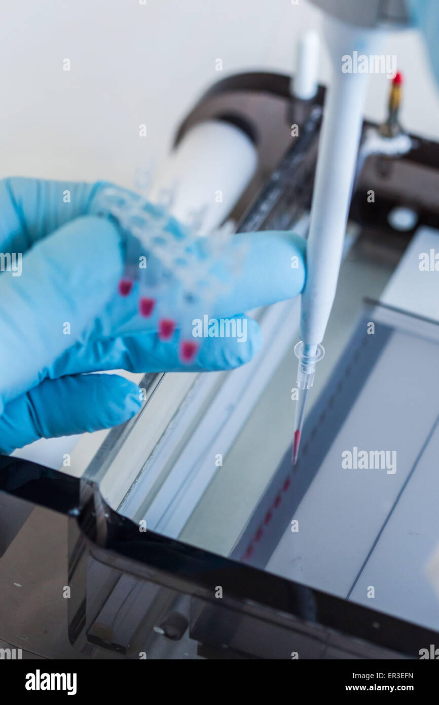 Research in biochemistry and molecular genetics, technician using a pipette to transfer proteins from a vial to a gel electrophoresis unit. Stock Photo
