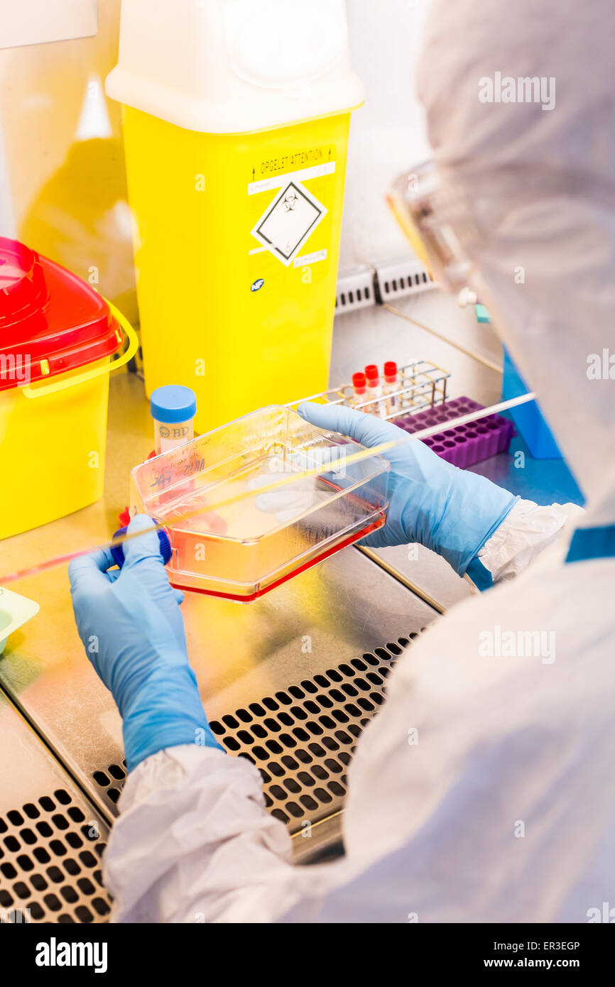 Cells culture examination, manipulations in P3 laboratory, Biology and