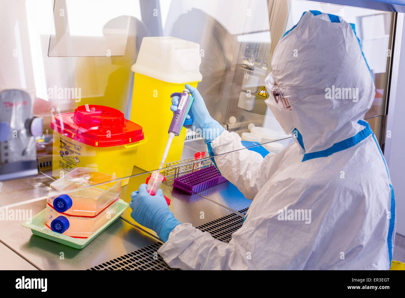 Cells culture examination, manipulations in P3 laboratory, Biology and Research Center in University Hospital Health, Limoges hospital, France. Stock Photo