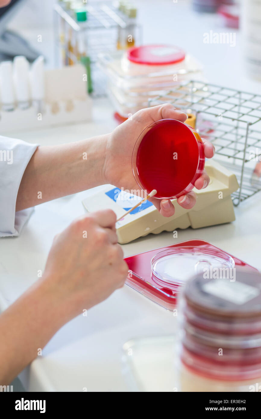 A technician plates bacteria on gelose medium in petri dish for bacterial analysis, Biology and Research Center. Stock Photo