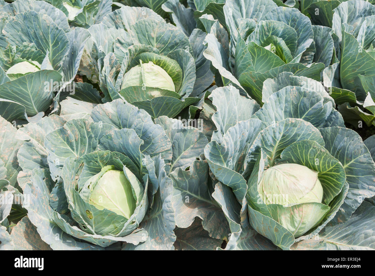 Green cabbage. Stock Photo