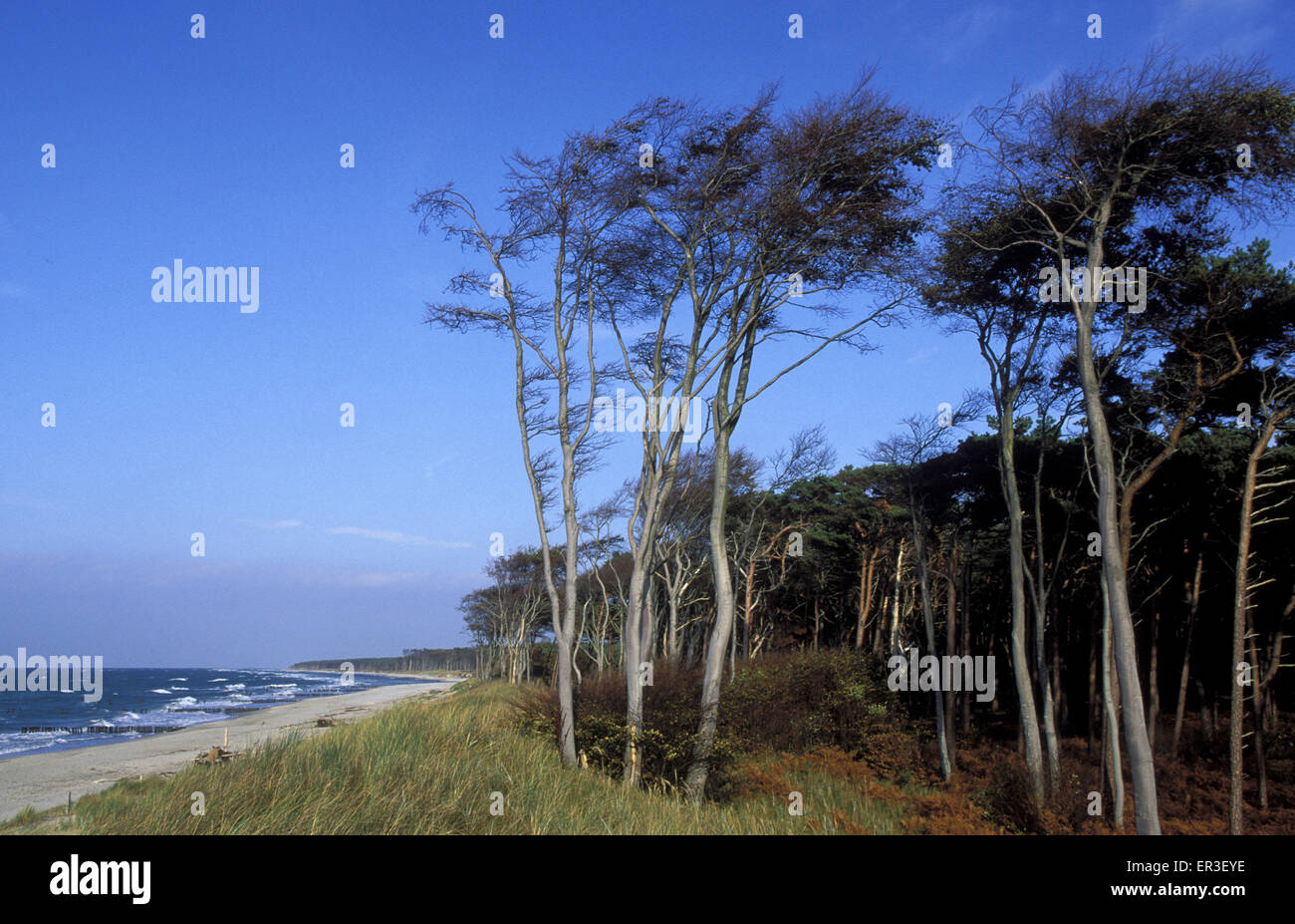 DEU, Germany, Mecklenburg-Western Pomerania, Nationalpark Vorpommersche Boddenlandschaft, the peninsula Darss at the Baltic Sea, Stock Photo