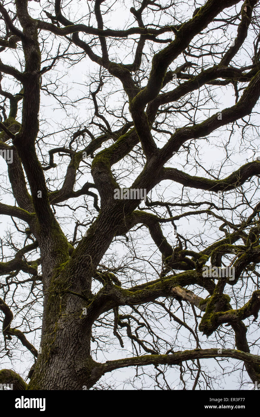 Tree in winter. Stock Photo