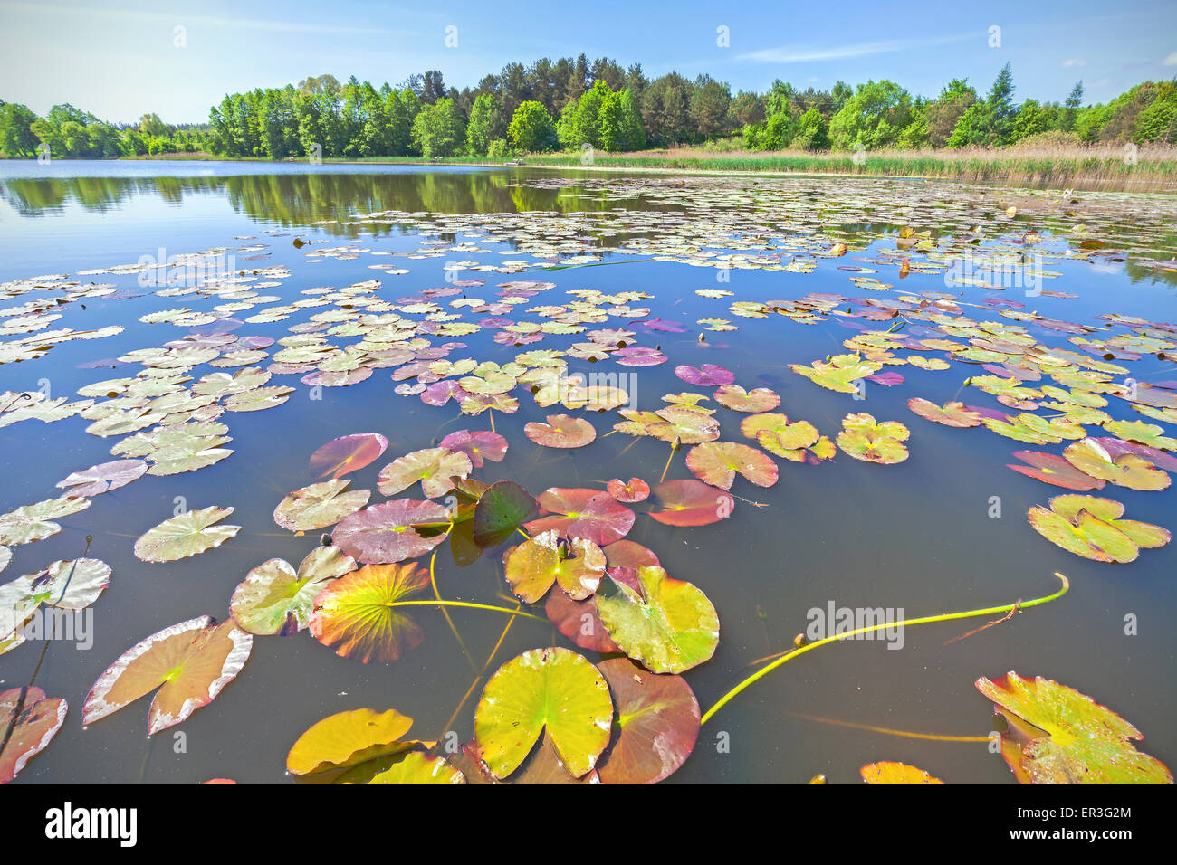 Water lilies, wide angle summer lake view. Stock Photo