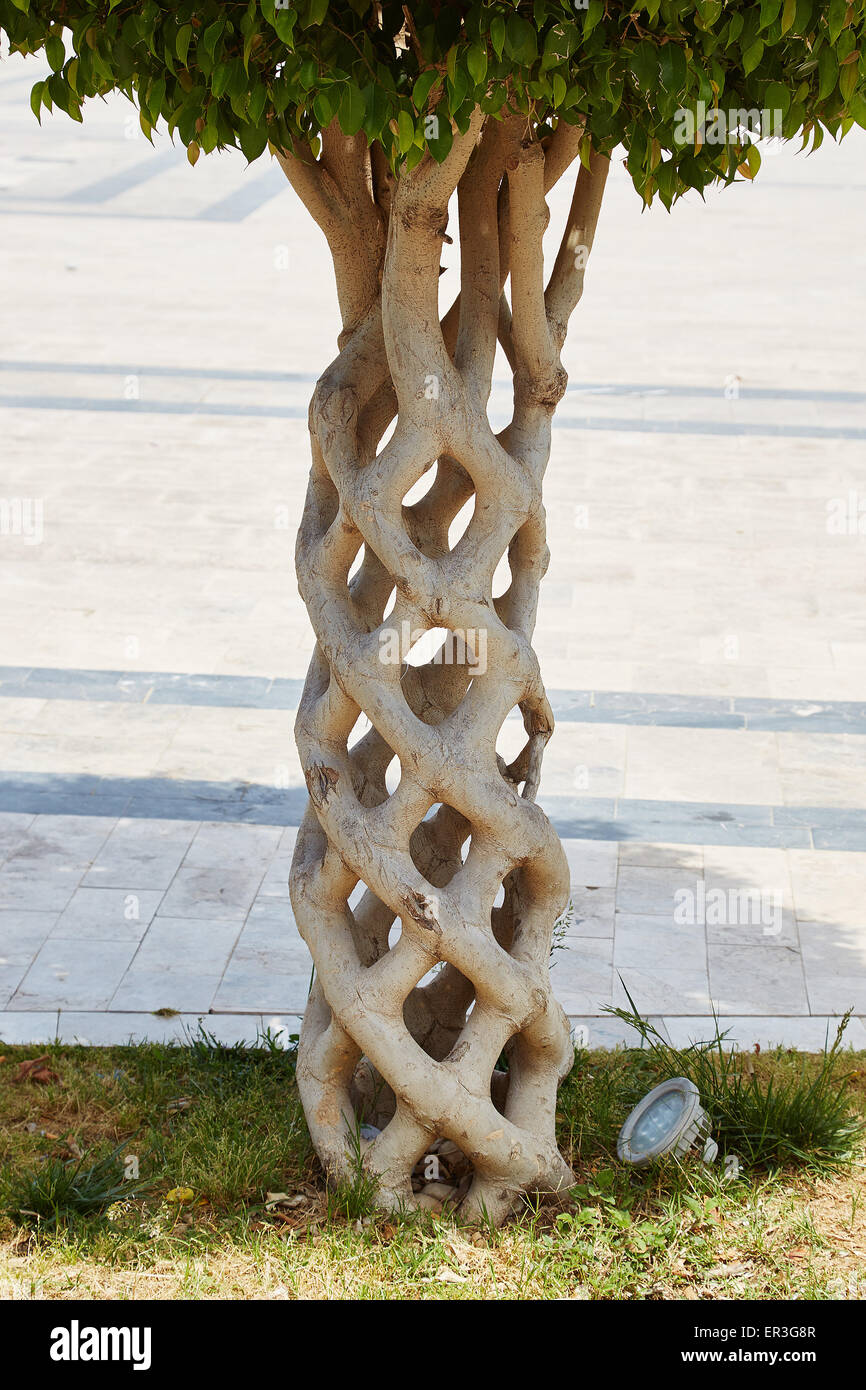 A 'Basket' tree or 'Circus tree' created by grafting many different trees so that they bond and grow together. Fethiye, Turkey. Stock Photo