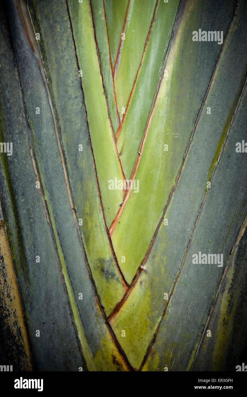 Close-up of tropical plant Stock Photo - Alamy