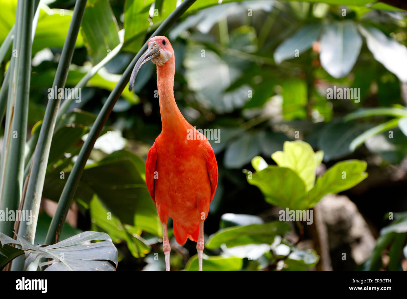 The scarlet Ibis is found in tropical South America and the Caribbean. It wades and uses it's long bill to search for insects. Stock Photo