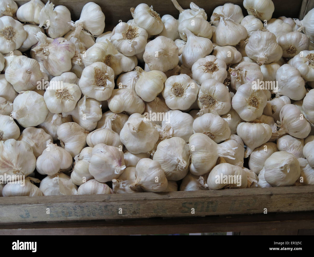 Garlic::  Allium sativa.  (Iberian Wight), Garlic Farm, Isle of Wight, Hampshire, England Stock Photo