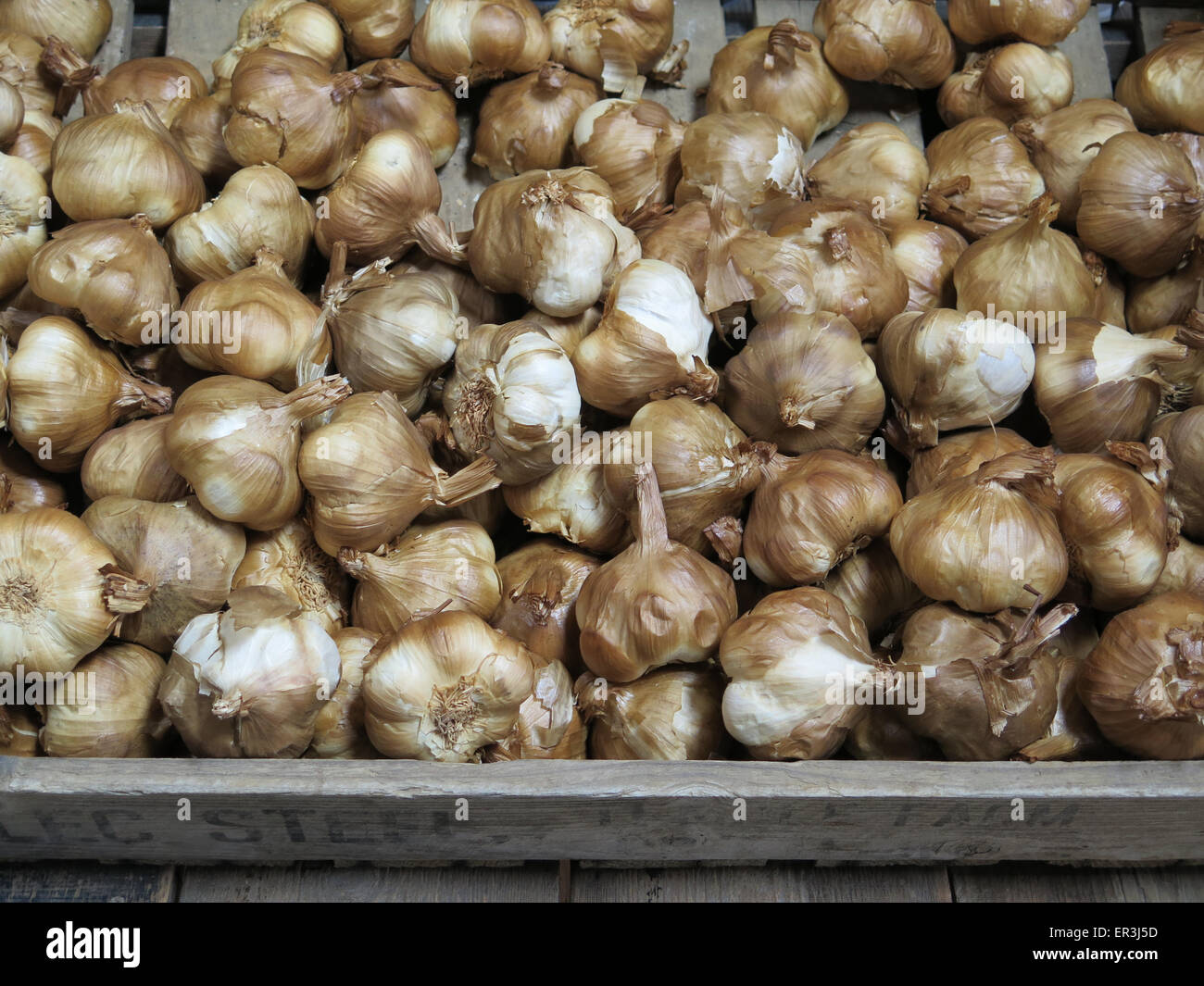 Garlic: Allium sativa. (Oak Smoked), Garlic Farm, Isle of Wight, Hampshire, England Stock Photo