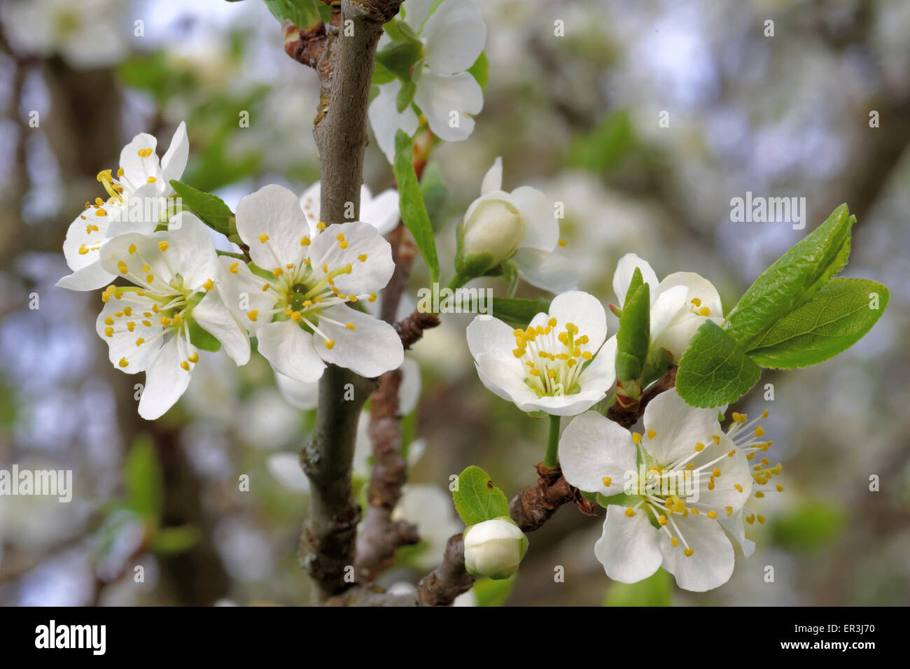 Plum is a fruit of the subgenus Prunus of the genus Prunus, flowers in May. Stock Photo