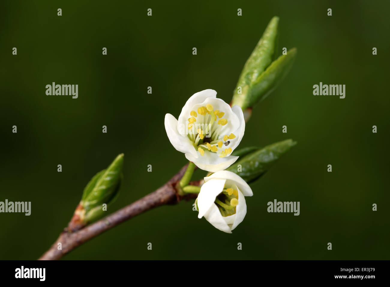 Plum is a fruit of the subgenus Prunus of the genus Prunus, flowers in May. Stock Photo