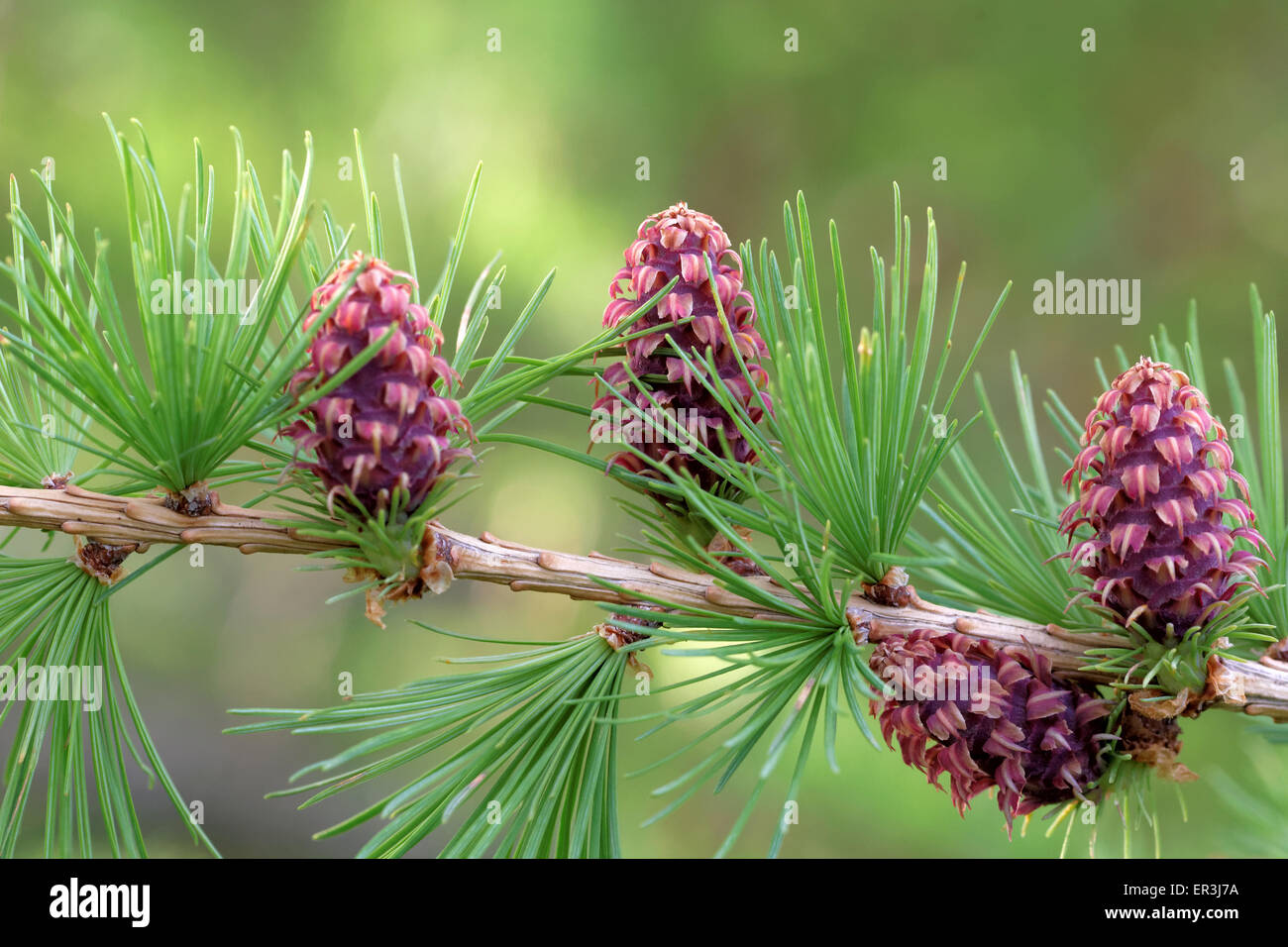 Ovulate cones (strobiles) of larch tree, spring, end of May Stock Photo
