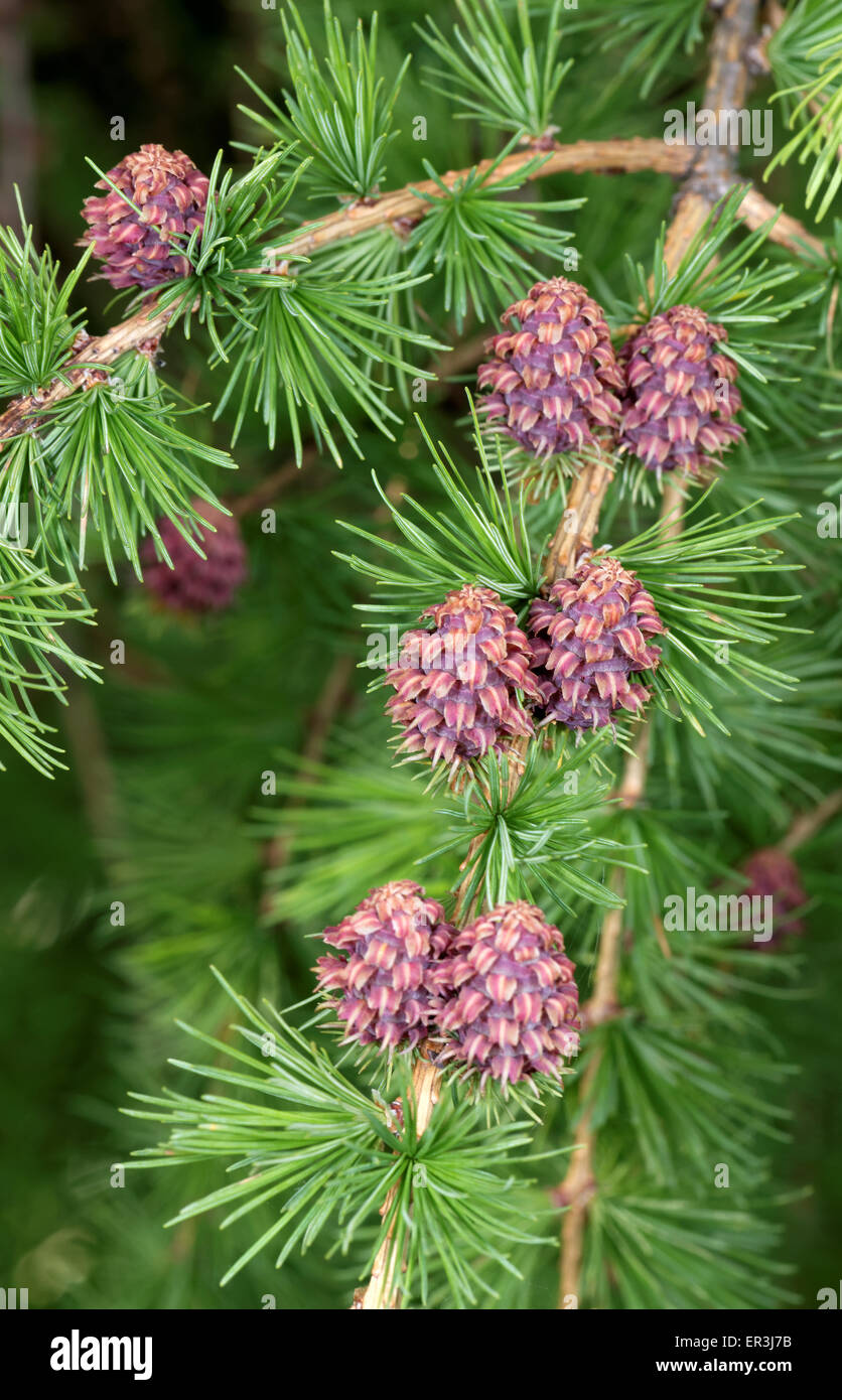 Ovulate cones (strobiles) of larch tree, spring, end of May Stock Photo