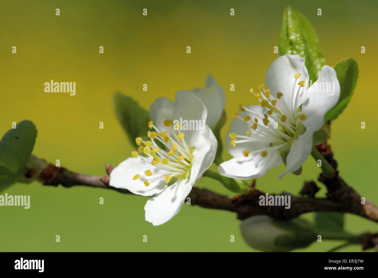 Plum is a fruit of the subgenus Prunus of the genus Prunus, flowers in May. Stock Photo