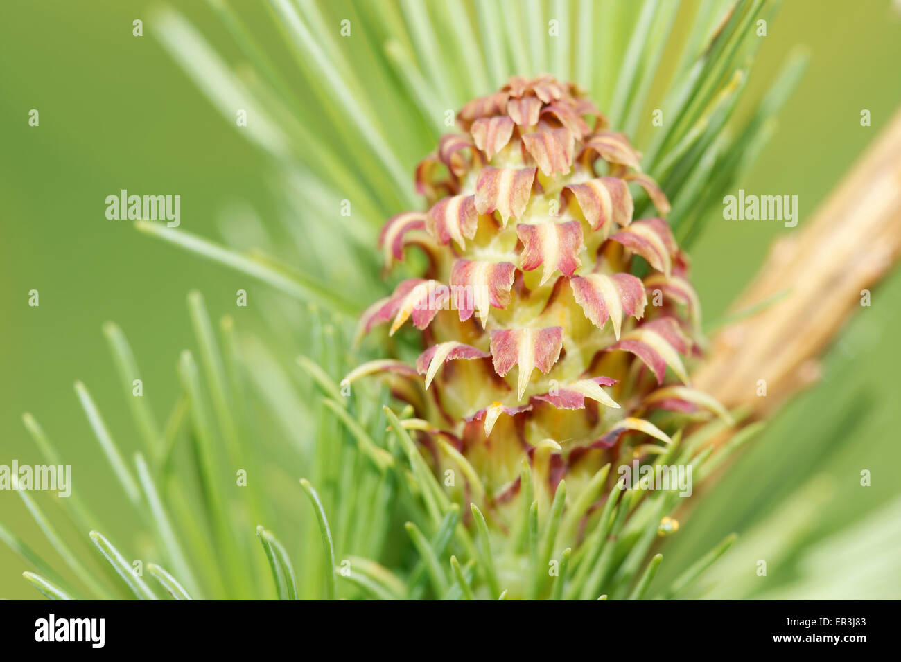 Ovulate cone (strobilus) of larch tree, spring, end of May Stock Photo