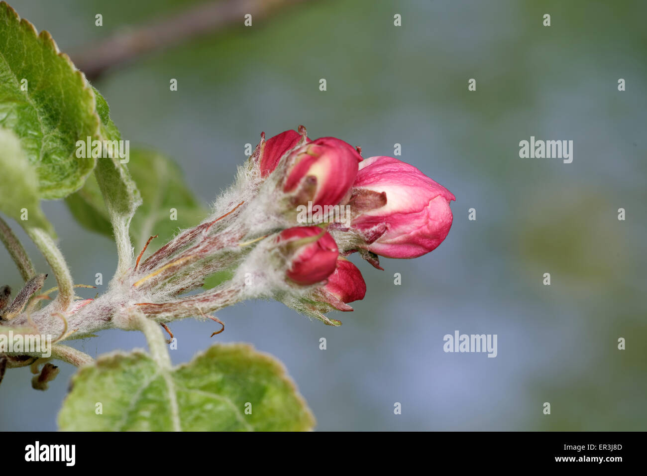 Flower buds of an old apple tree just before blooming. Stock Photo