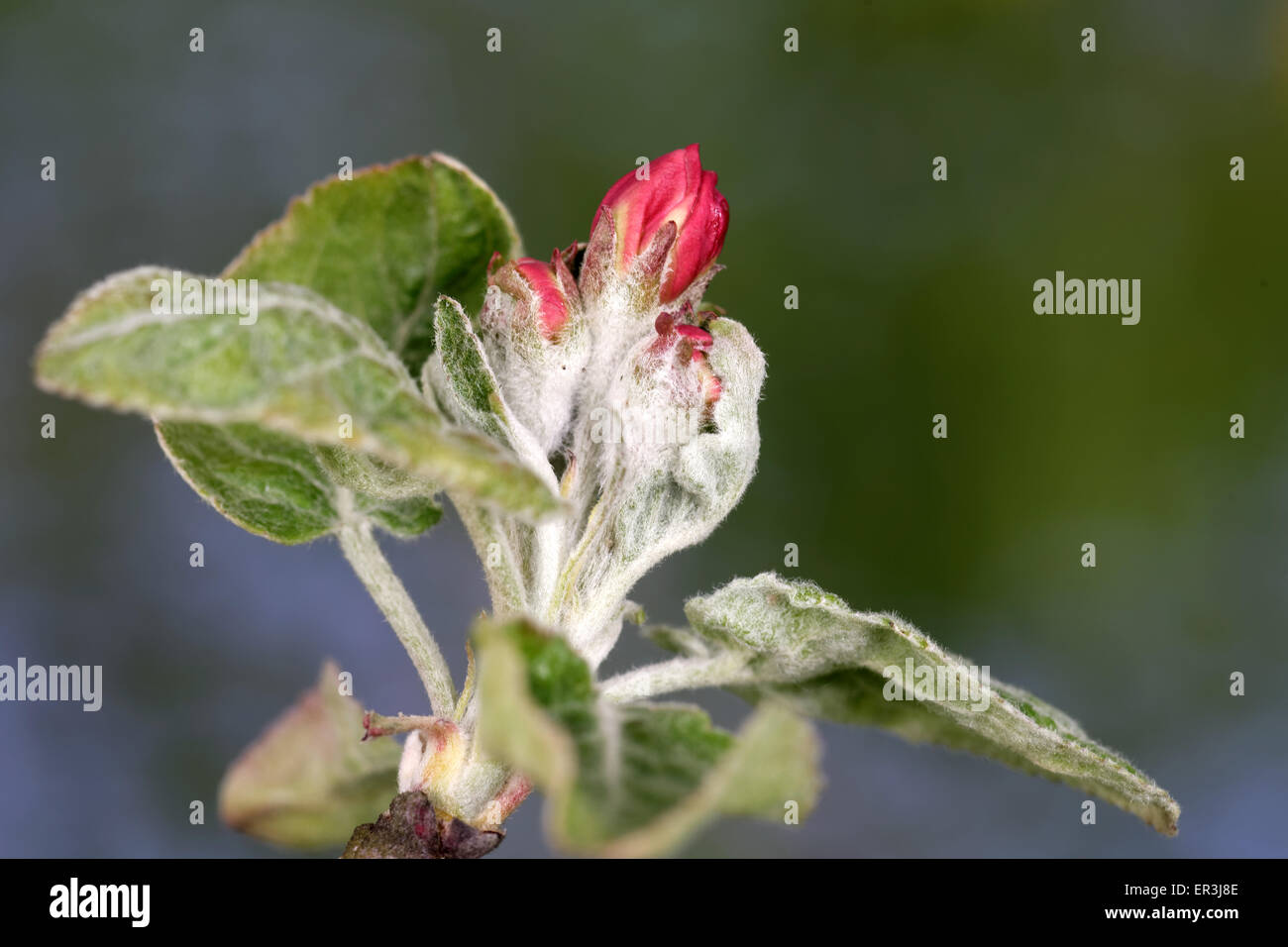 Flower buds of an old apple tree just before blooming. Stock Photo