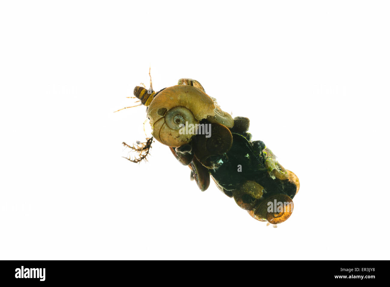 Case of insect caddis fly larva made from cut leaves and organic