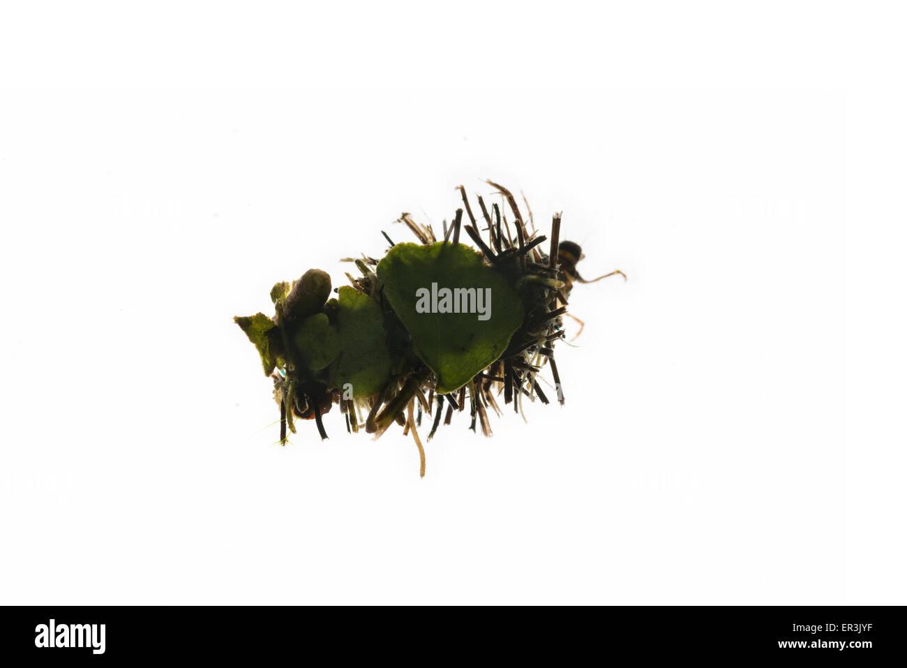 Case of insect caddis fly larva made from cut leaves and organic materials ramshorn shells plant leaf case and home Stock Photo
