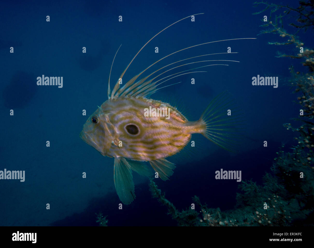 John Dory fish, Zeus faber, from the Mediterranean Sea. This picture was taken at the Blue Hole in Gozo, Malta. Stock Photo