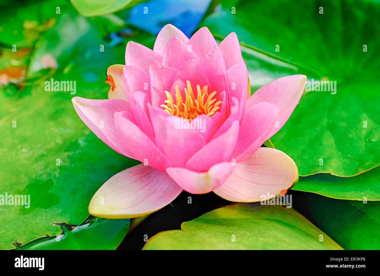Close up shot of pink water lily Stock Photo