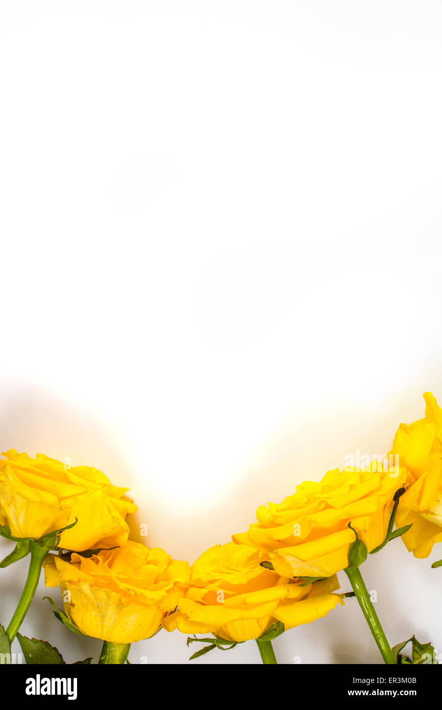 Flowers yellow roses on white background photography Stock Photo - Alamy