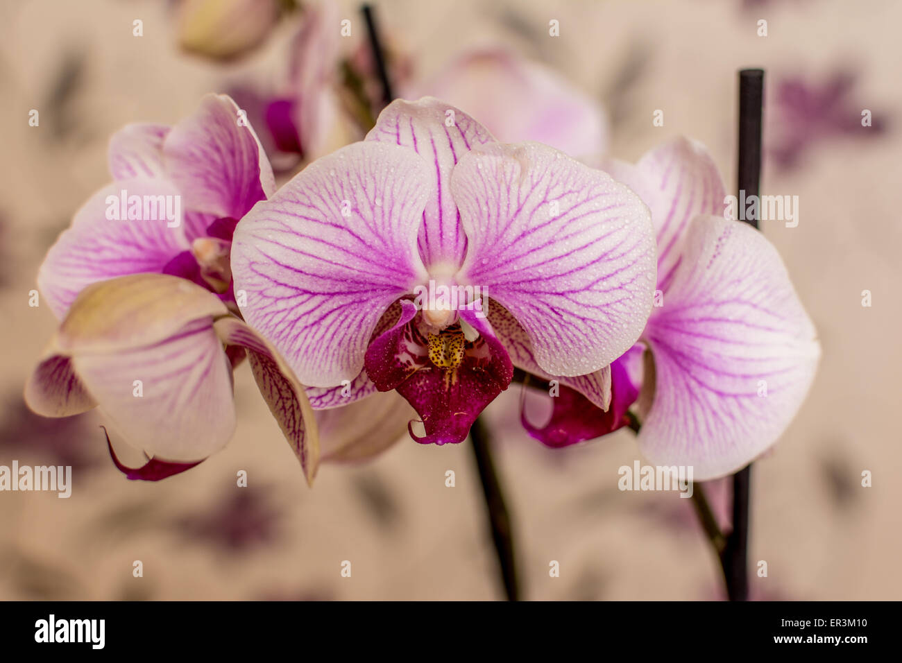 Beuty violet orchid with flower background photography Stock Photo