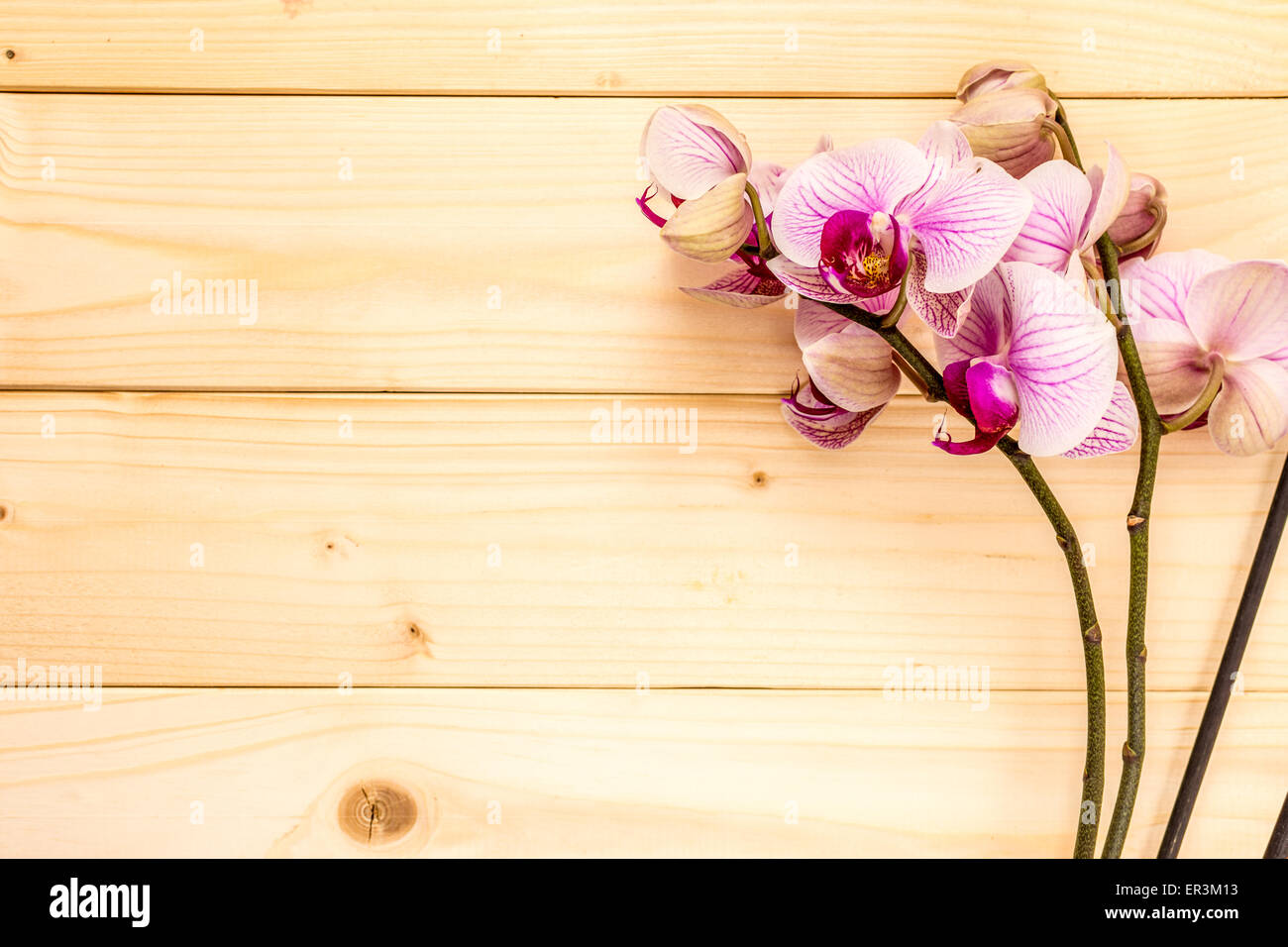 Beauty violet orchid on wood background photography Stock Photo