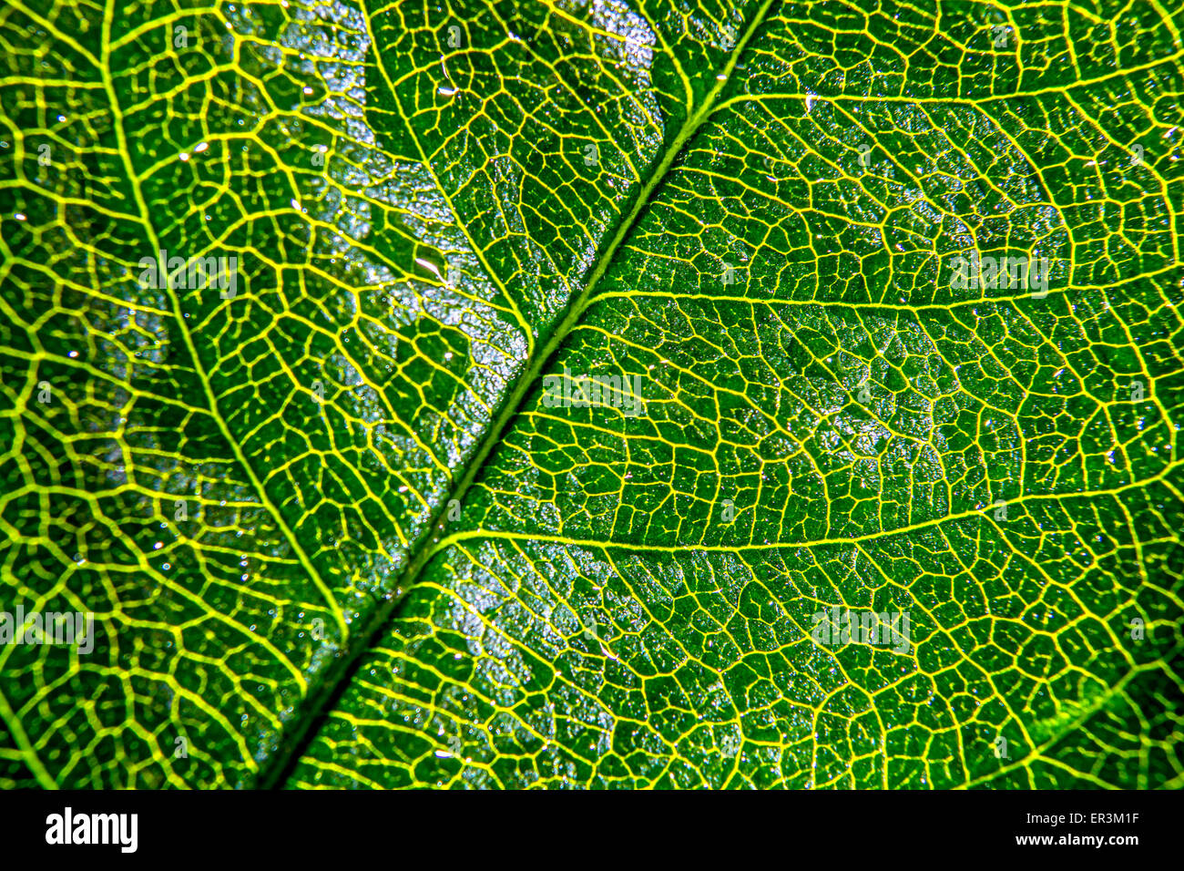 Close up photography of green leaf texture Stock Photo - Alamy