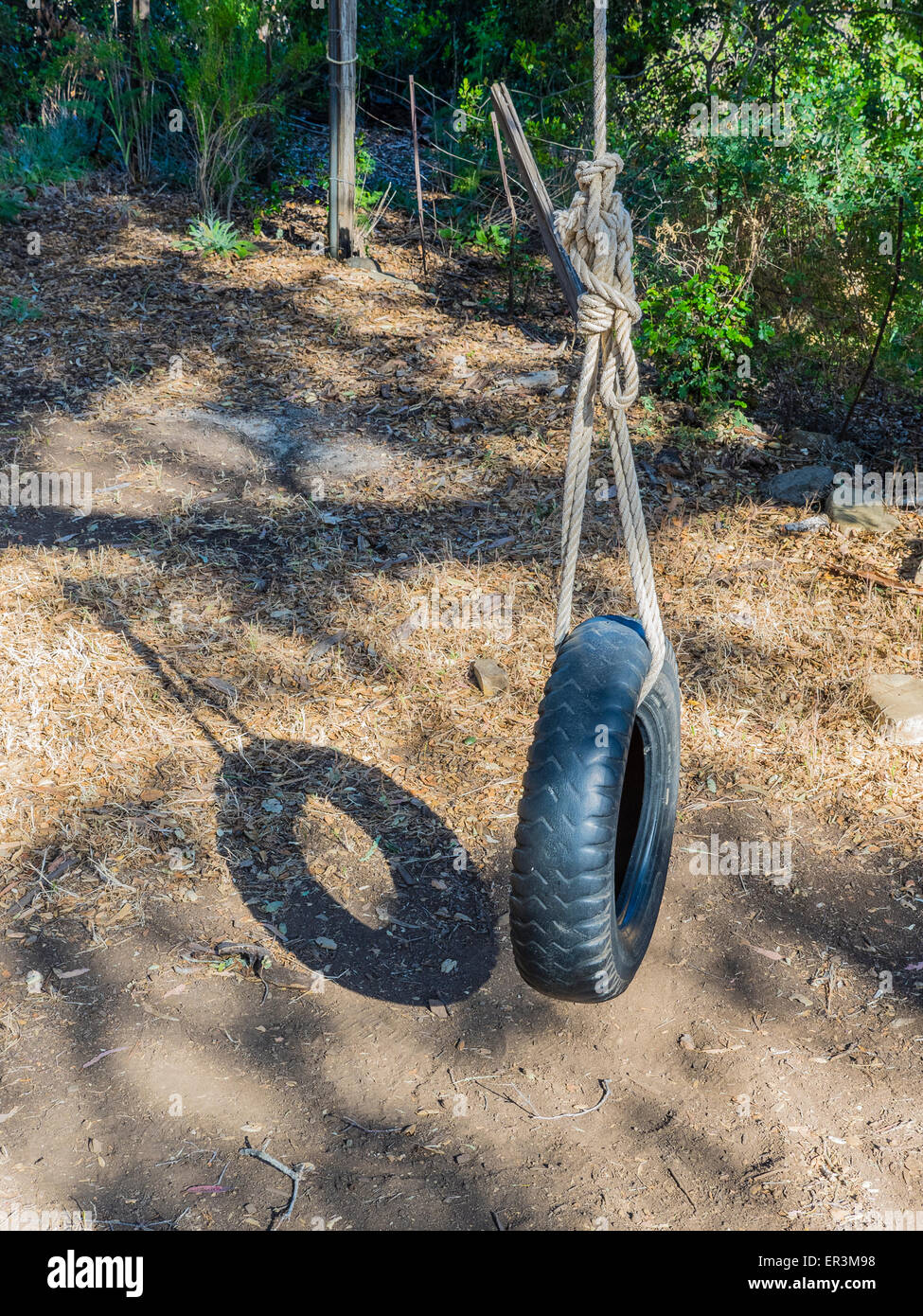 A tire swing is held in place hanging from a tree by a large rope Stock ...