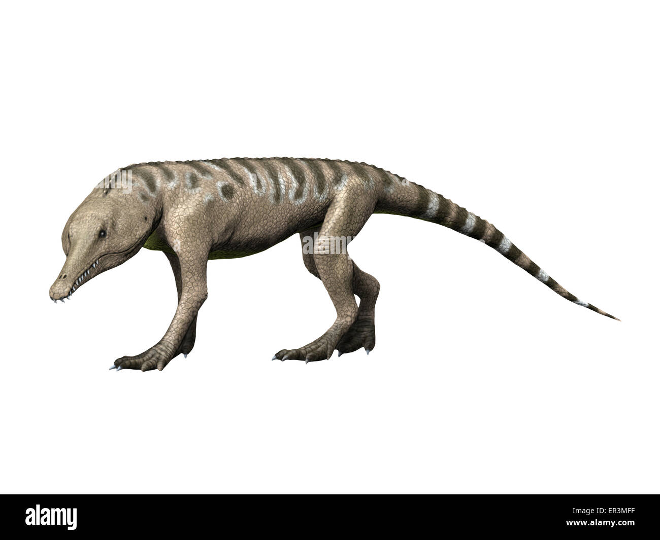 Chanaresuchus is an archosaur of the Triassic period. Stock Photo